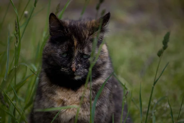 잔디에 귀엽고 아름다운 고양이 — 스톡 사진