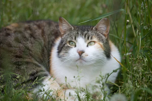 속에서 휴식을 취하고 귀엽고 아름다운 삼색의 고양이 — 스톡 사진