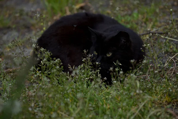 귀엽고 아름다운 고양이가 풀밭에서 — 스톡 사진