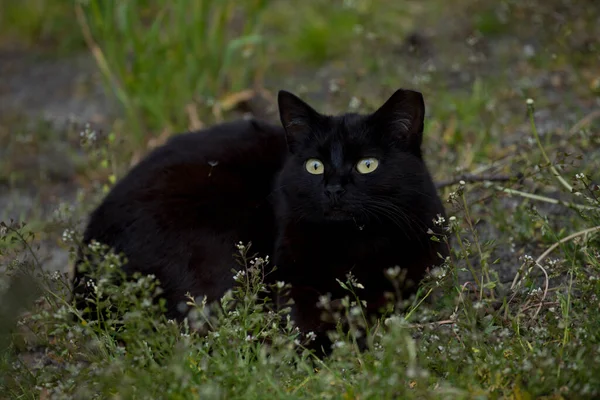 귀엽고 아름다운 고양이가 풀밭에서 — 스톡 사진