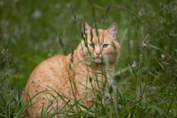 사랑스럽고 아름다운 고양이가 잔디에 — 스톡 사진