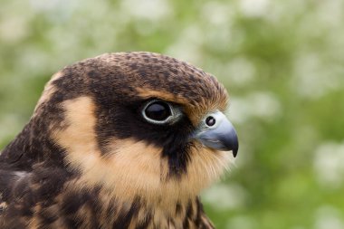 Genç bir Avrasya hobisinin portresi (Falco subbuteo) yakın plan