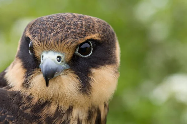 Porträt Eines Jungen Eurasischen Hobbys Falco Subbuteo Aus Nächster Nähe — Stockfoto