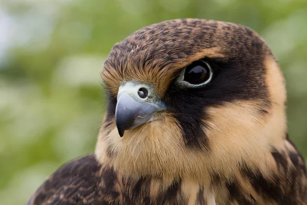 Retrato Jovem Hobby Eurasiático Falco Subbuteo Close — Fotografia de Stock