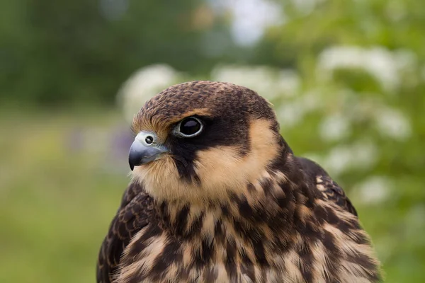 Portrét Mladého Euroasijského Koníčka Falco Subbuteo Zblízka — Stock fotografie