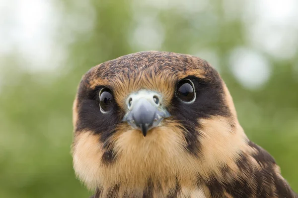 Porträt Eines Jungen Eurasischen Hobbys Falco Subbuteo Aus Nächster Nähe — Stockfoto