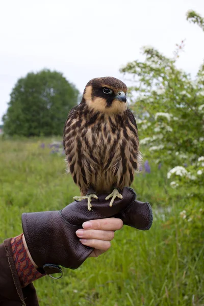 Young Hunting Eurasian Hobby Falco Subbuteo Sits Falconer Glove — Stock Photo, Image