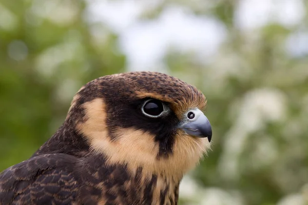 Portrait Young Eurasian Hobby Falco Subbuteo Close — Stock Photo, Image