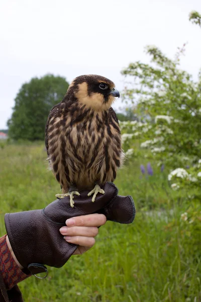 Young Hunting Eurasian Hobby Falco Subbuteo Sits Falconer Glove — Stock Photo, Image