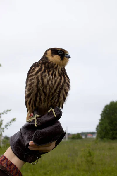 Young Hunting Eurasian Hobby Falco Subbuteo Sits Falconer Glove — Stock Photo, Image