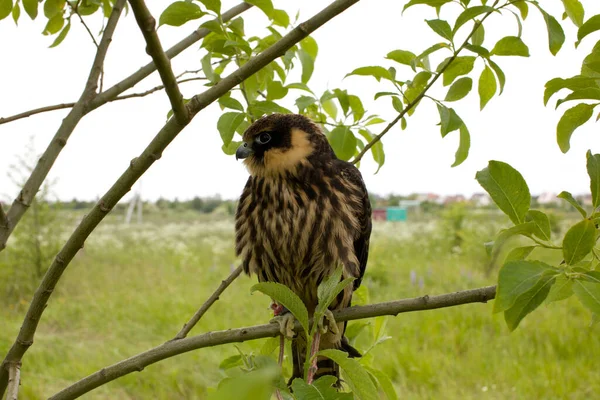 Young Eurasian Hobby Falco Subbuteo Sits Tree Branch — Stock Photo, Image