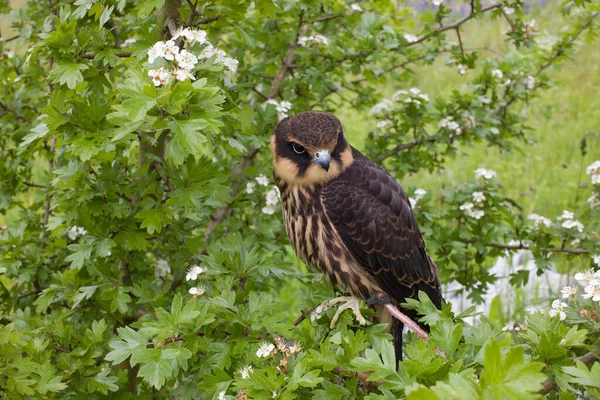 Young Eurasian Hobby Falco Subbuteo Sits Flowering Hawthorn Bush — Stock Photo, Image