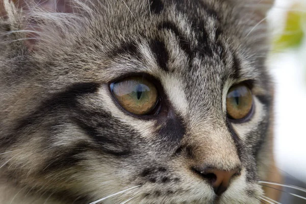 기사보기 고양이 매미의 Mackerel Tabby — 스톡 사진