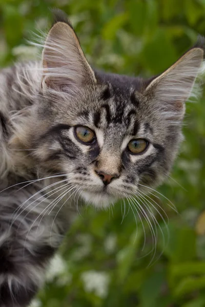 Ritratto Gattino Maine Coon Colorante Sgombro Tabby Primo Piano — Foto Stock