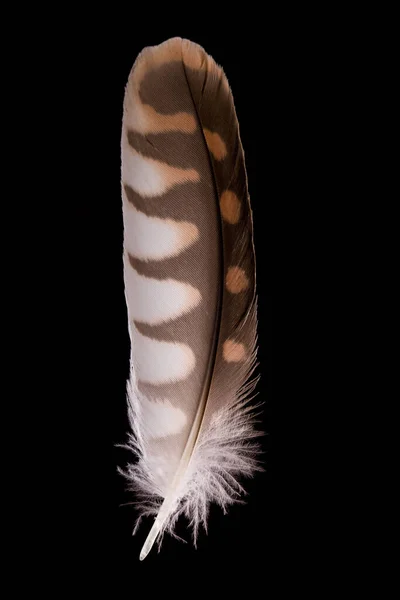 Beautiful Falcon Falco Tinnunculus Feathers Close Black Background — Stock Photo, Image