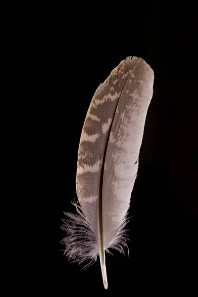 Schöne Falkenfedern Falco Tinnunculus Aus Nächster Nähe Auf Schwarzem Hintergrund — Stockfoto