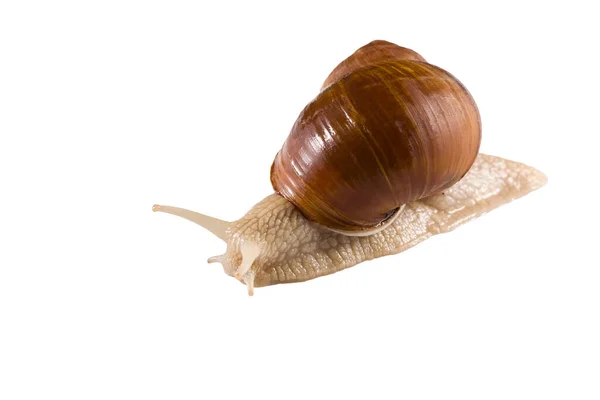 Helix Pomatia Druva Snigel Vit Bakgrund — Stockfoto