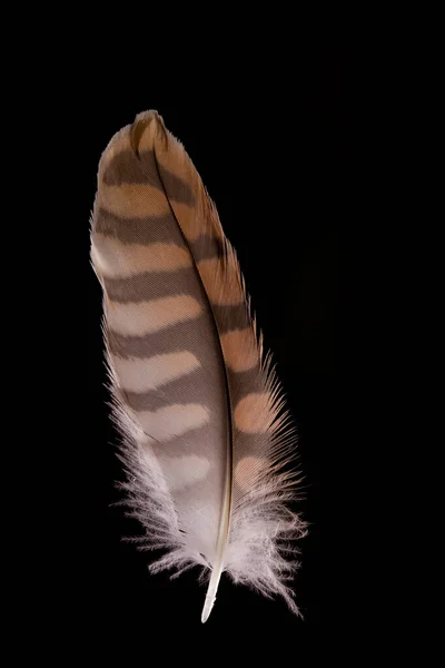 Piękny Sokół Falco Tinnunculus Pióra Zbliżyć Czarnym Tle — Zdjęcie stockowe