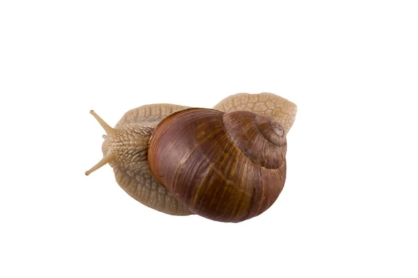 Helix Pomatia Druif Slak Een Witte Achtergrond — Stockfoto