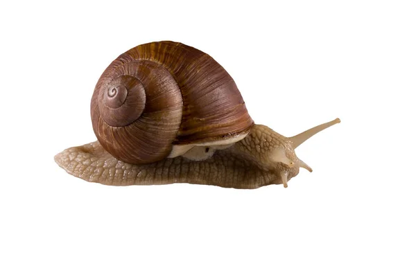 Helix Pomatia Druif Slak Een Witte Achtergrond — Stockfoto