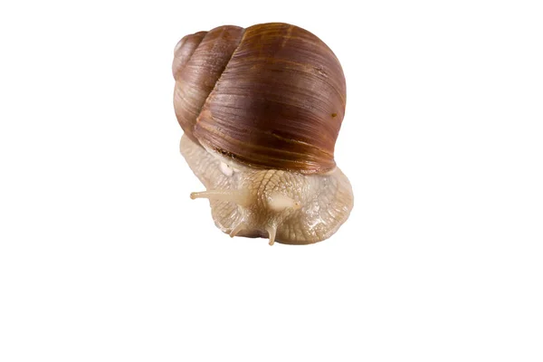 白色背景上的螺旋石榴葡萄蜗牛 — 图库照片