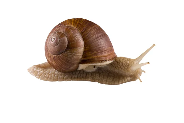 白色背景上的螺旋石榴葡萄蜗牛 — 图库照片