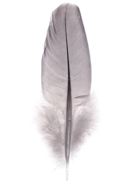 Wood Pigeon Feather Columba Palumbus White Background — Stock Photo, Image