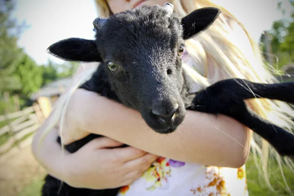 Девушка Держит Паршивую Овцу — стоковое фото