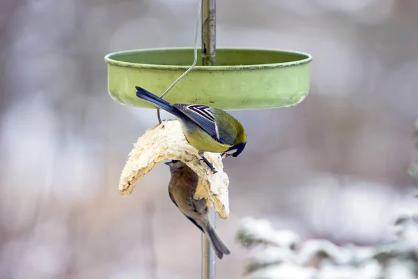 Little bird is eating food from feeder in winder.