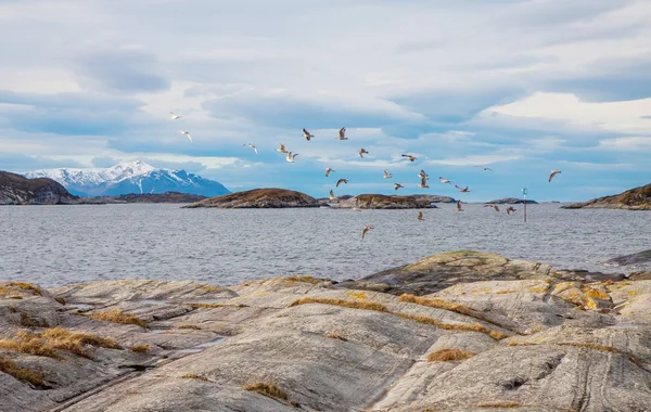 Costa Norueguesa Com Pássaros Fundo — Fotografia de Stock