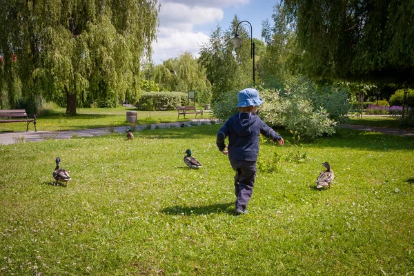 Çocuk parkta ördekler kovalıyor