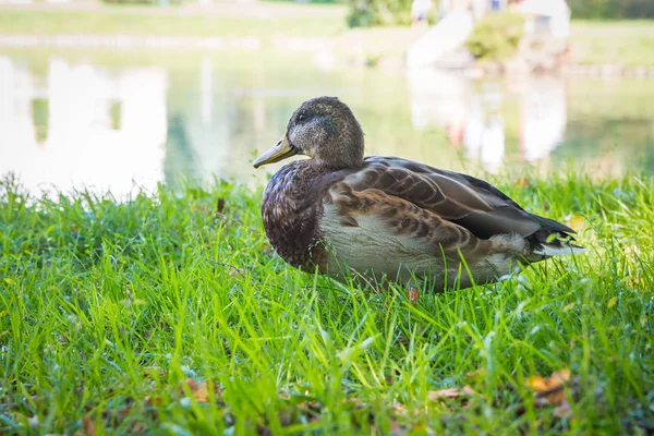 Patos Salvajes Durmiendo Parque Ciudad Junto Lago Del Parque — Foto de Stock