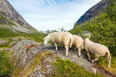 Dağların tepelerinde otlayan koyun sürüsü. Norveç