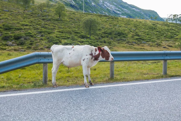 A cow is standing on the road. Norway