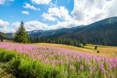 Yüksek Tatra dağ yaz manzara