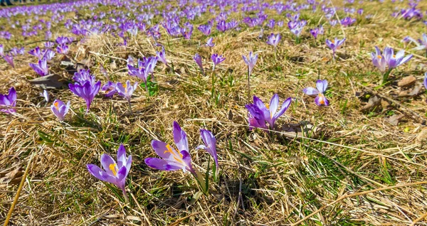 Dywan Krokusowy Dolina Chocholowska Zakopane Polska — Zdjęcie stockowe