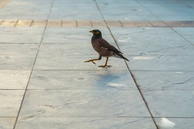 kaldırımda küçük kuş