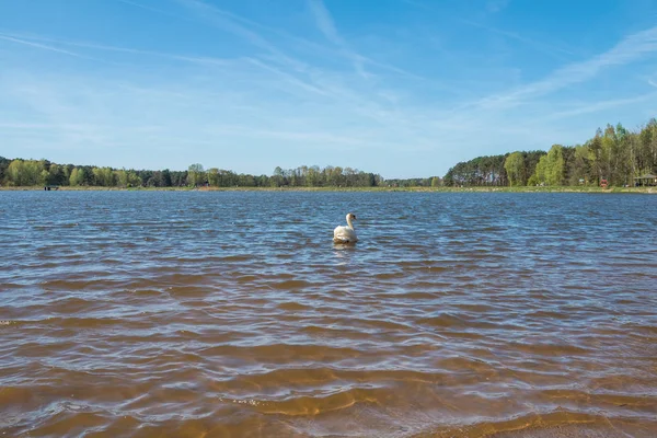 Фото Лебедя Озере Польше — стоковое фото