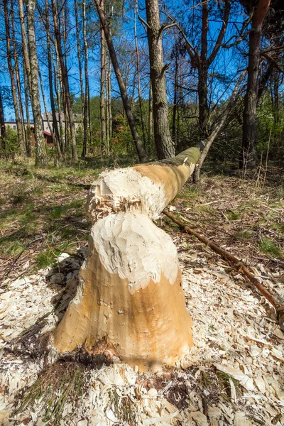 A forest growing in the vicinity of beavers. Tree trunks felled by beavers. Early spring season.