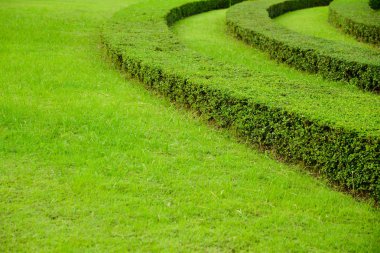 Bir closeup üstten görünüm merkezi eski ağaç güdük vurdu. Çizgiler ve desenler görünür.