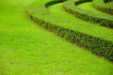 Bir closeup üstten görünüm merkezi eski ağaç güdük vurdu. Çizgiler ve desenler görünür.