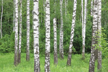 Güzel huş ağaçları yeşil huş ağacı yaprakları erken yaz aylarında ile huş Grove beyaz huş ağacı kabuğu ile