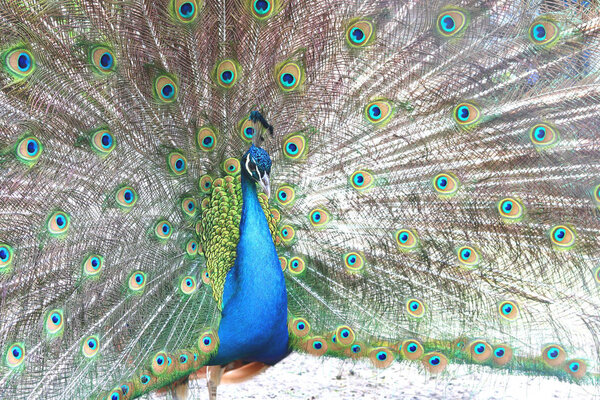 beautiful indian peacock with peacock feathers in the peacock's tail