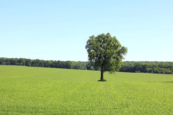 Beau Paysage Été Avec Arbre Solitaire Sur Fond Herbe Verte — Photo