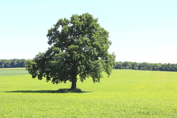 Bela Paisagem Verão Com Árvore Solitária Contra Fundo Grama Verde — Fotografia de Stock