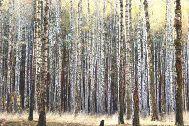 Huş ağacının diğer huş ağaçları arasında Ekim ayında sarı huş ağacında huş ağaçları ile güzel bir manzara