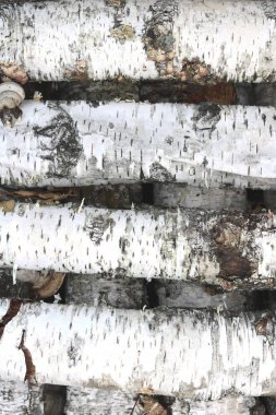 Sonbahar Orman huş günlükleri