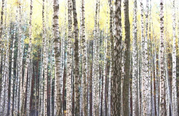 Piękna Scena Brzozy Żółtym Jesiennym Lesie Brzozowym Październiku Wśród Innych — Zdjęcie stockowe