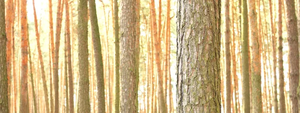 Красивые Бурые Сосны Сосновом Лесу Среди Других Сосен — стоковое фото