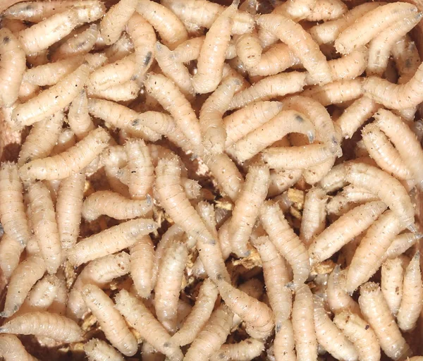 larva sinek balıkçılık closeup için